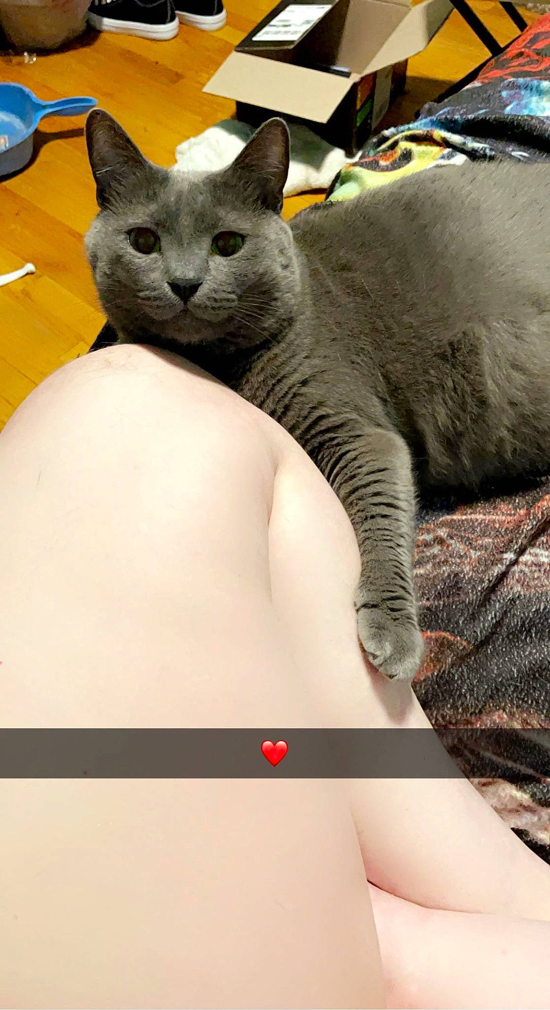 Rick is registered to the contest to win money with this photo: abdomen, bed, carnivore, cat, chest, claw, comfort, domestic_short_haired_cat, elbow, eyelash, felidae, fur, grey, nap, russian_blue, small_to_medium_sized_cats, snout, tail, thigh, whiskers