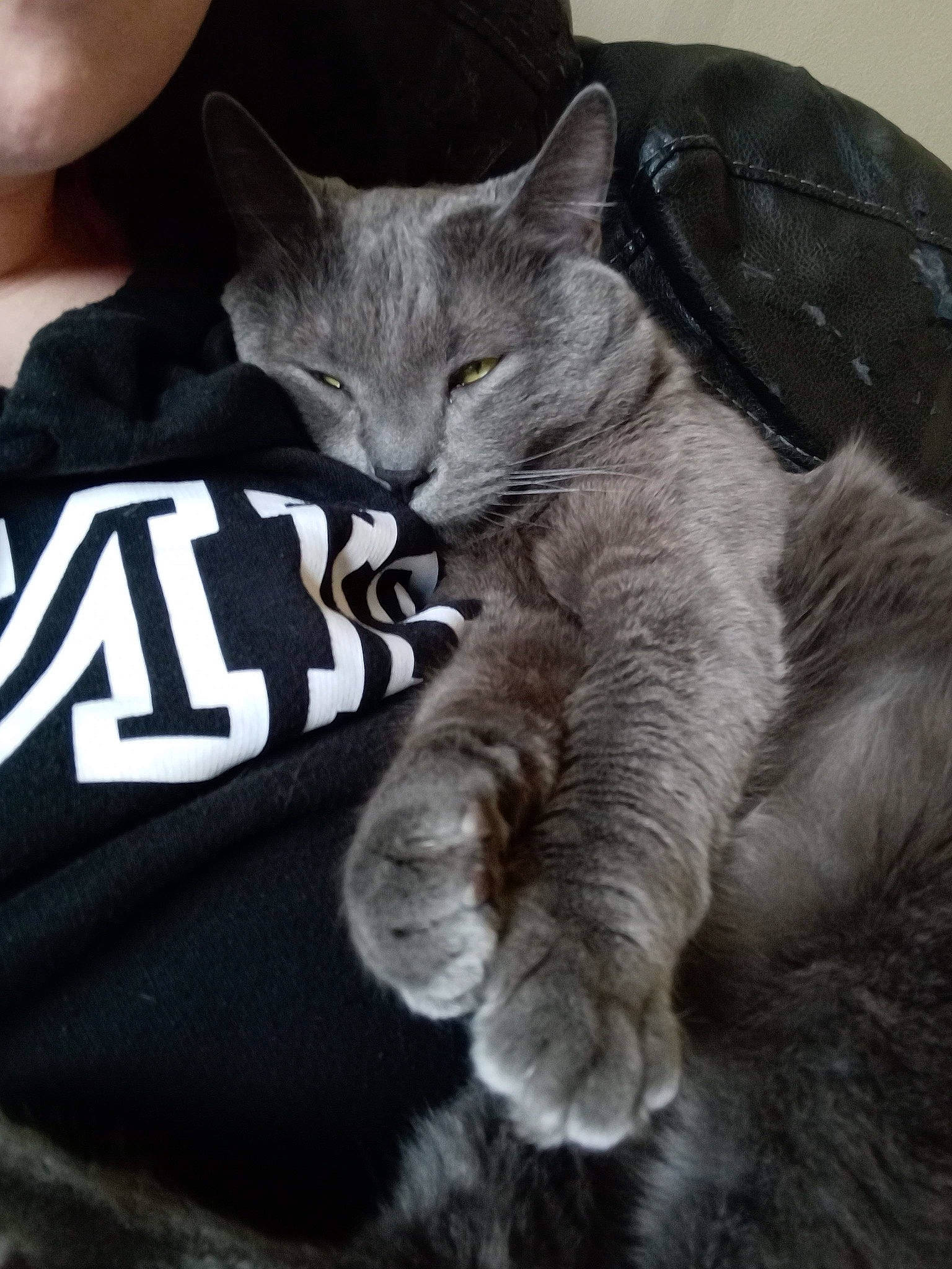 Rick joined the competition — help win amazing prizes! carnivore, cat, cat_supply, claw, comfort, domestic_short_haired_cat, ear, felidae, fur, gesture, grey, nap, paw, photo_caption, russian_blue, sitting, small_to_medium_sized_cats, snout, tail, whiskers