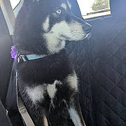 Luna is registered to the contest to win money with this photo: dog, husky, blue_eyes, black_and_white, pet, canine, car_interior, seatbelt, backseat, window, leash, animal, sitting, side_view, domestic_animal, fur, ears, collar, restraint, daylight