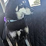 dog, husky, blue_eyes, black_and_white, pet, canine, car_interior, seatbelt, backseat, window, leash, animal, sitting, side_view, domestic_animal, fur, ears, collar, restraint, daylight