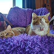 Mittens joined the competition — help win amazing prizes! cat, cats, ginger_cat, fluffy_blanket, purple_blanket, yawning, relaxed, sleepy, wooden_chair, indoor, cozy, furniture, guitar, window, natural_light, pet, animal, cute, resting, home