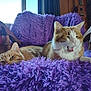 cat, cats, ginger_cat, fluffy_blanket, purple_blanket, yawning, relaxed, sleepy, wooden_chair, indoor, cozy, furniture, guitar, window, natural_light, pet, animal, cute, resting, home