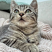 Orion a rejoint le concours — aidez-le/la à gagner de superbes lots ! blanket, cat, close_up, cozy, curious, cushions, ears, feline, fur, green_eyes, indoor, kitten, knitted, paws, pet, resting, soft_texture, tabby, whiskers, young