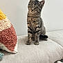 Orion participe au concours pour gagner de l'argent avec cette photo : animal, cat, couch, curious, cute, domestic, ears, eyes, feline, furniture, indoor, kitten, pet, pillow, portrait, sitting, soft, tabby, whiskers, young