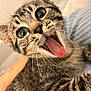 Orion participe au concours pour gagner de l'argent avec cette photo : animal, cat, close_up, curious, cute, expressive, eyes, face, feline, funny, fur, indoor, muzzle, pet, playful, striped, tabby, tongue_out, whiskers, young_cat