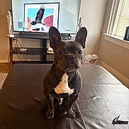 Eeyore is registered to the contest to win money with this photo: dog, french_bulldog, pet, indoor, living_room, television, nutcracker, window, blind, leather_ottoman, brown, black_and_white, animal, sitting, portrait, sunlight, decor, furniture, bald_eagle, artwork