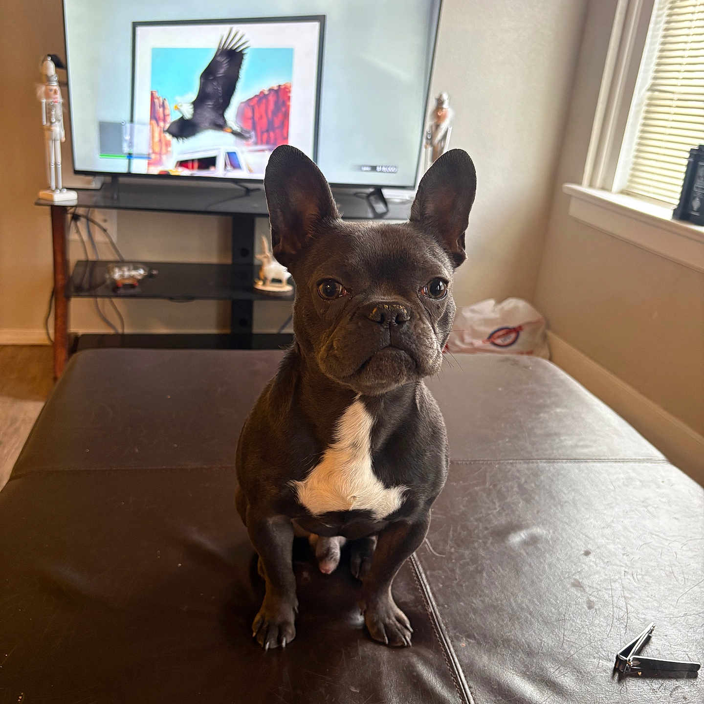 Eeyore is registered to the contest to win money with this photo: dog, french_bulldog, pet, indoor, living_room, television, nutcracker, window, blind, leather_ottoman, brown, black_and_white, animal, sitting, portrait, sunlight, decor, furniture, bald_eagle, artwork