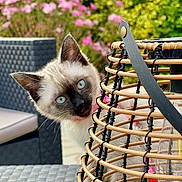 Yuka a rejoint le concours — aidez-le/la à gagner de superbes lots ! animal, blue_eyes, blurred_background, cat, closeup, curious, ears, flowers, furniture, garden, greenery, kitten, lantern, outdoor, pet, playful, siamese, table, whiskers, young