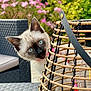 animal, blue_eyes, blurred_background, cat, closeup, curious, ears, flowers, furniture, garden, greenery, kitten, lantern, outdoor, pet, playful, siamese, table, whiskers, young
