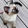 Yuka participe au concours pour gagner de l'argent avec cette photo : animal, blue_eyes, cat, close_up, curious, cute, domestic_cat, fur, kitten, looking_up, outdoor, pet, playful, siamese, small, tabby, texture, whiskers, wooden_deck, young