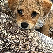 Gibson is registered to the contest to win money with this photo: puppy, dog, close_up, resting, cushion, patterned, fabric, fur, ears, cute, pet, indoor, comfort, animal, young, collar, soft, brown, eyes, relaxation