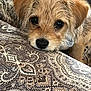 puppy, dog, close_up, resting, cushion, patterned, fabric, fur, ears, cute, pet, indoor, comfort, animal, young, collar, soft, brown, eyes, relaxation