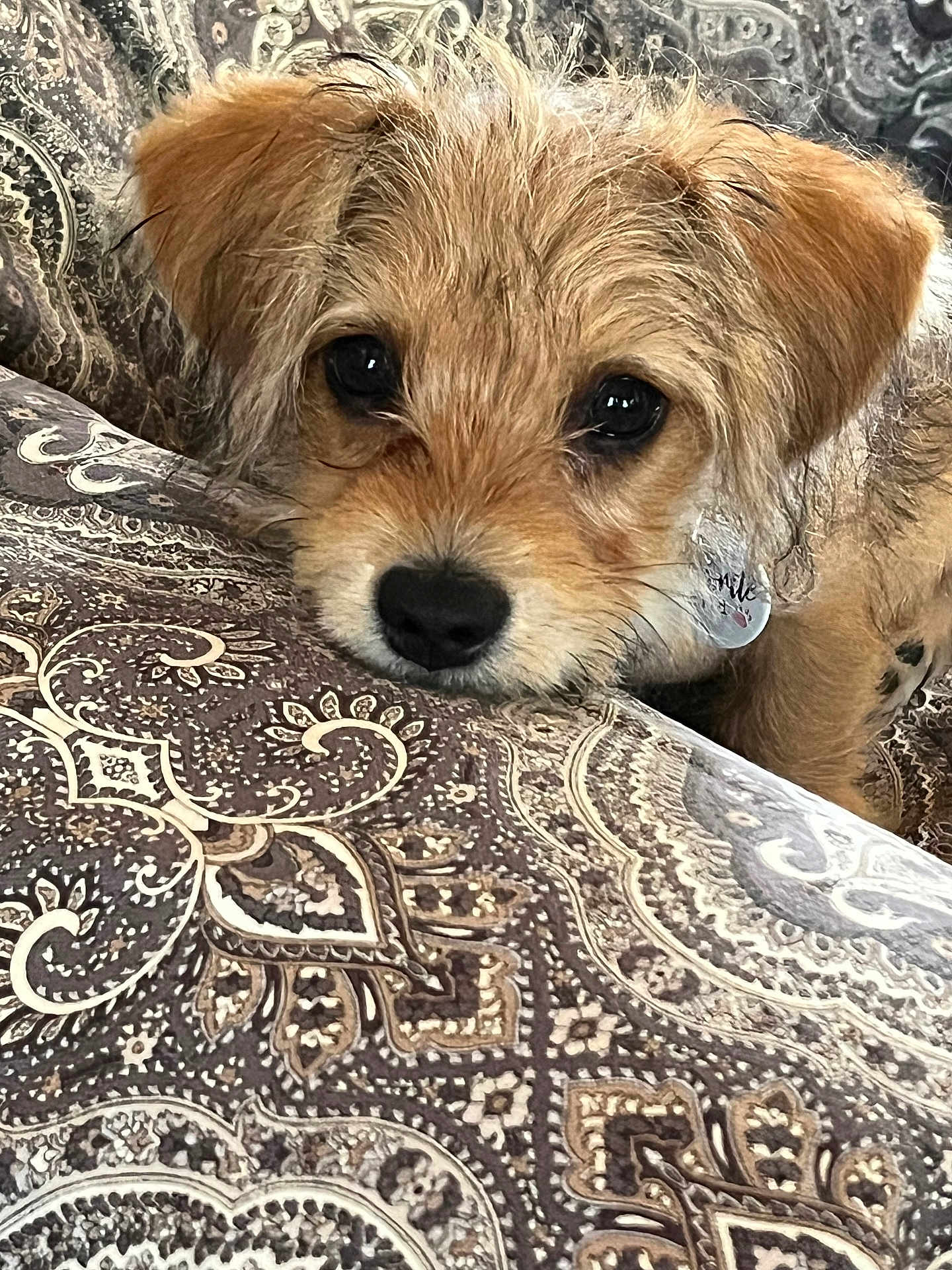 Gibson is registered to the contest to win money with this photo: puppy, dog, close_up, resting, cushion, patterned, fabric, fur, ears, cute, pet, indoor, comfort, animal, young, collar, soft, brown, eyes, relaxation