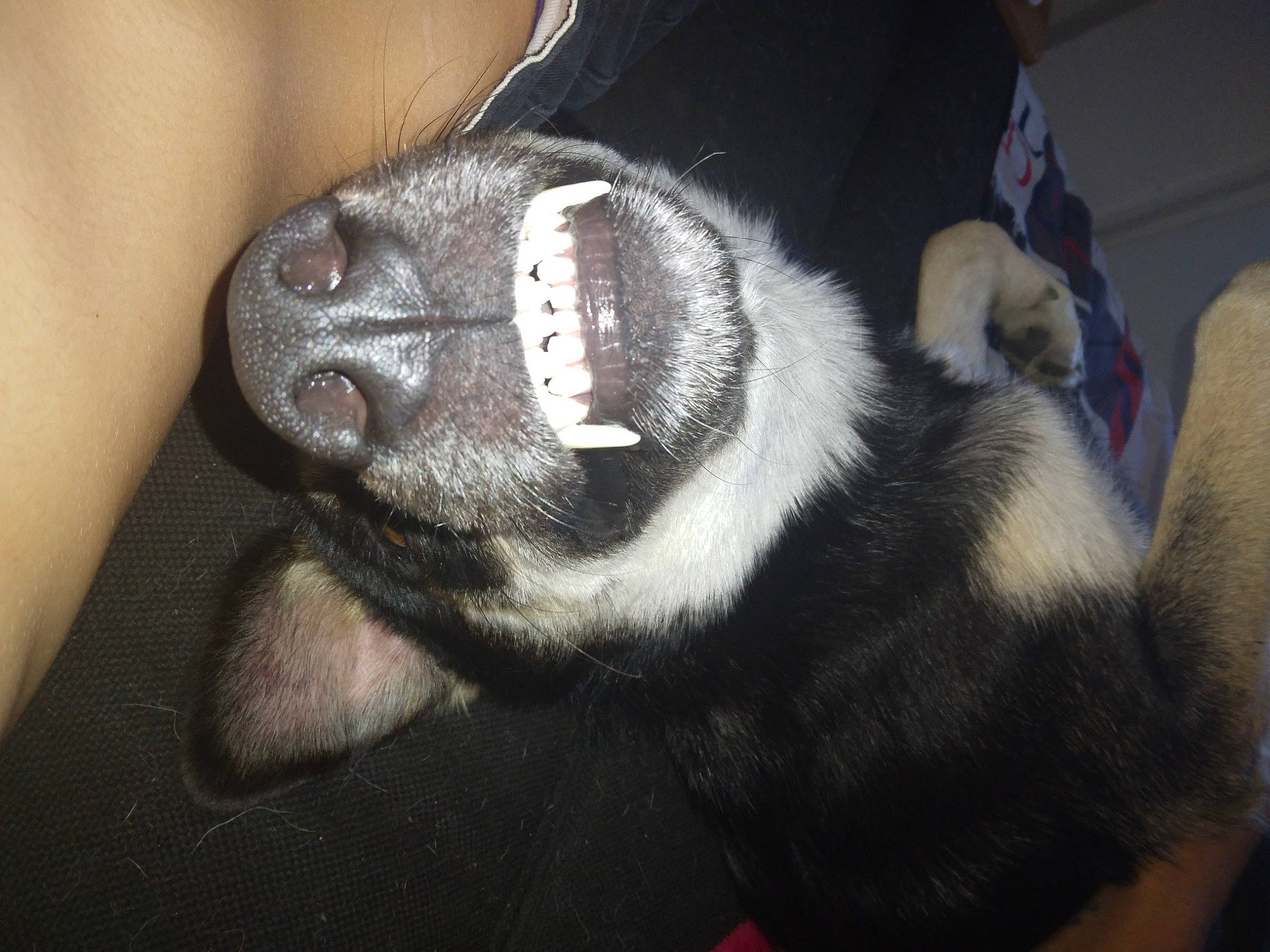 Holcan participe au concours pour gagner de l'argent avec cette photo : borador, canidae, carnivore, claw, comfort, companion_dog, dog, dog_breed, ear, eye, foot, fur, head, jaw, non_sporting_group, snout, sporting_group, terrestrial_animal, whiskers, working_animal