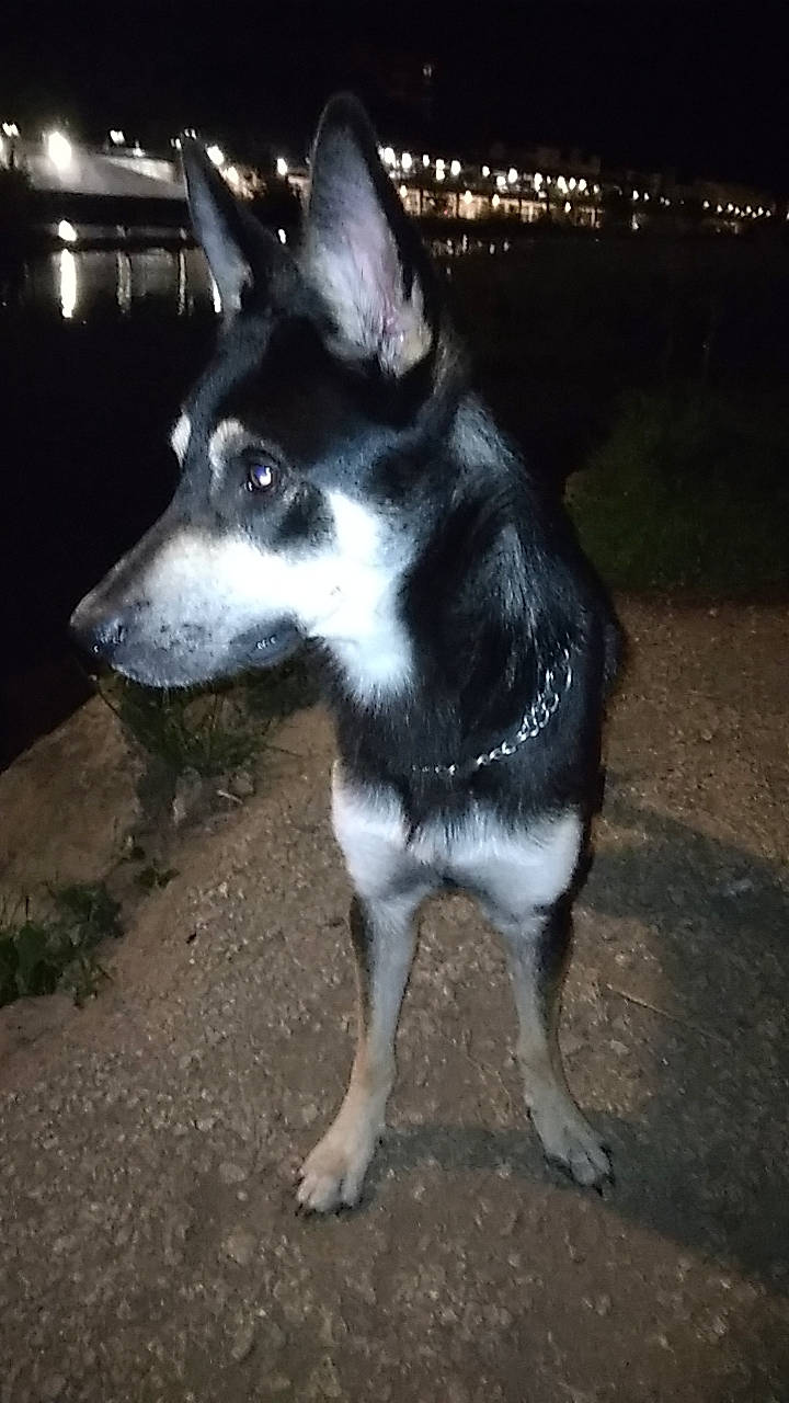 Holcan a rejoint le concours — aidez-le/la à gagner de superbes lots ! ancient_dog_breeds, canidae, canis, carnivore, companion_dog, darkness, dog, dog_breed, fur, herding_dog, non_sporting_group, road_surface, siberian_husky, sled_dog, snout, sporting_group, tail, whiskers, working_animal, working_dog