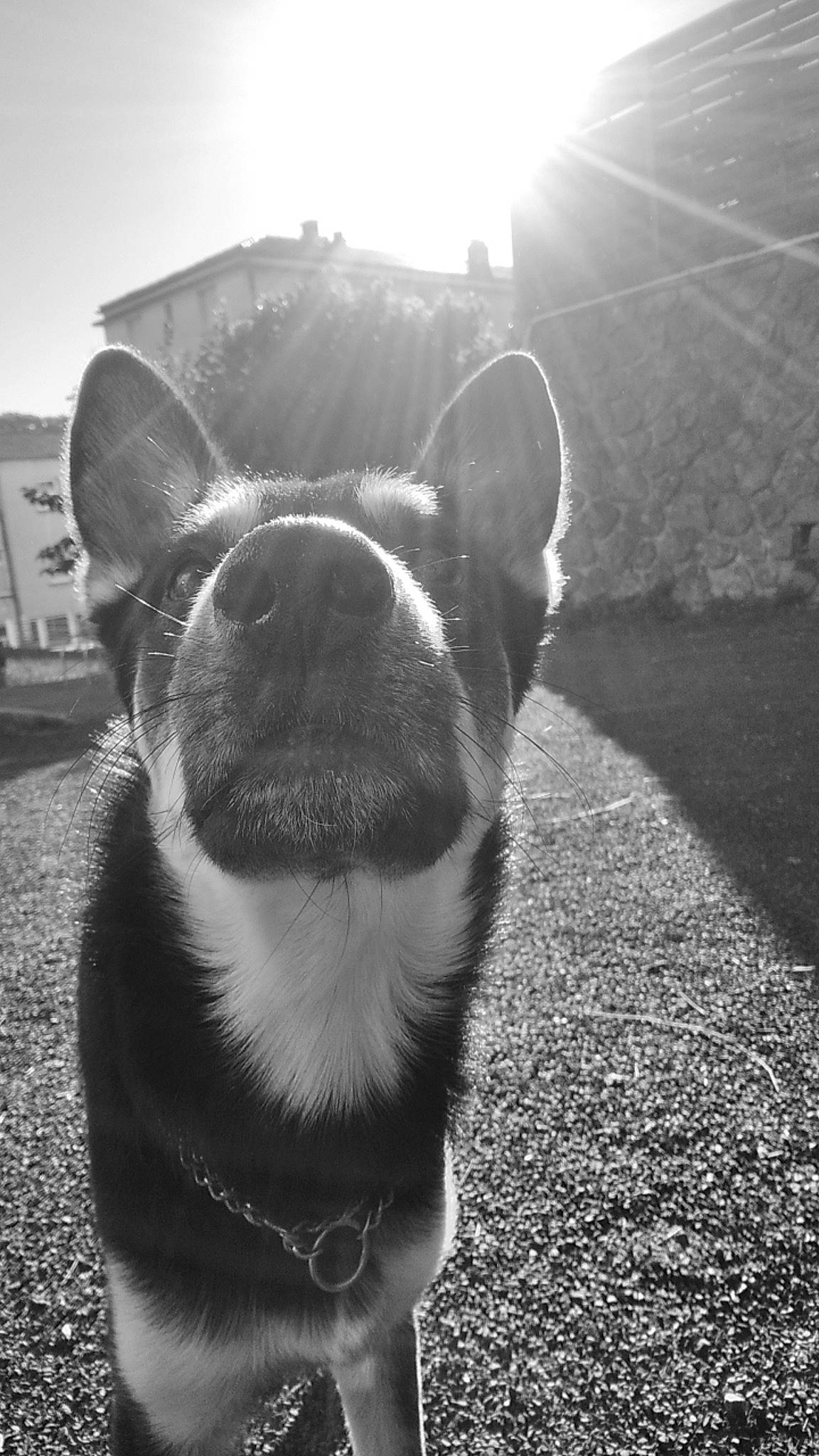 Holcan participe au concours pour gagner de l'argent avec cette photo : australian_cattle_dog, black_and_white, carnivore, collar, companion_dog, dog, dog_breed, dog_collar, fawn, grass, grey, jaw, monochrome, monochrome_photography, sky, snout, sunlight, tints_and_shades, whiskers, working_animal