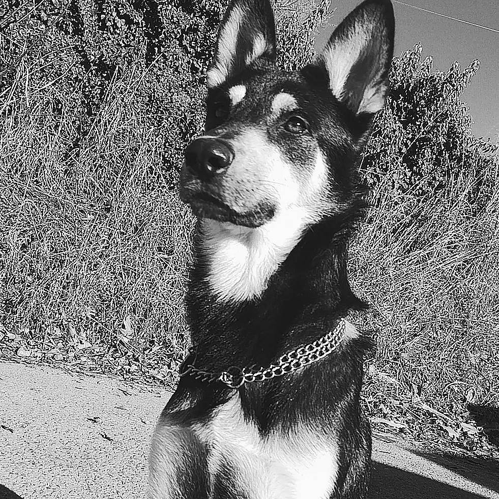 Holcan participe au concours pour gagner de l'argent avec cette photo : ancient_dog_breeds, art, black_and_white, canidae, carnivore, companion_dog, dog, dog_breed, dog_supply, east_european_shepherd, fur, herding_dog, monochrome, monochrome_photography, snout, sporting_group, terrestrial_animal, whiskers, working_animal, working_dog