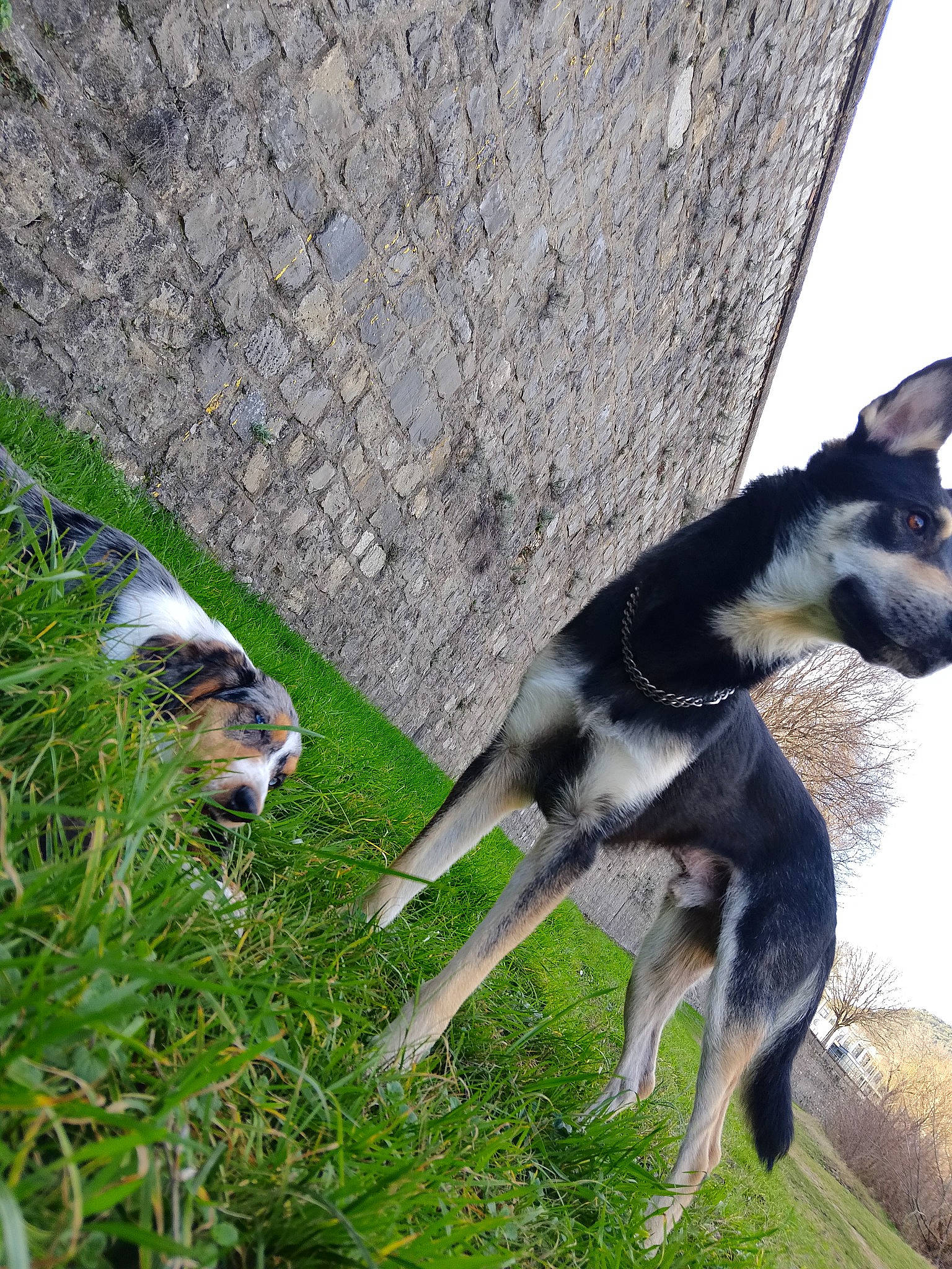 Daysy participe au concours pour gagner de l'argent avec cette photo : canidae, companion_dog, dog_breed, fawn, grass, grassland, marsupial, pasture, plant, snout, sporting_group, tail, terrestrial_animal, wallaby, wildlife
