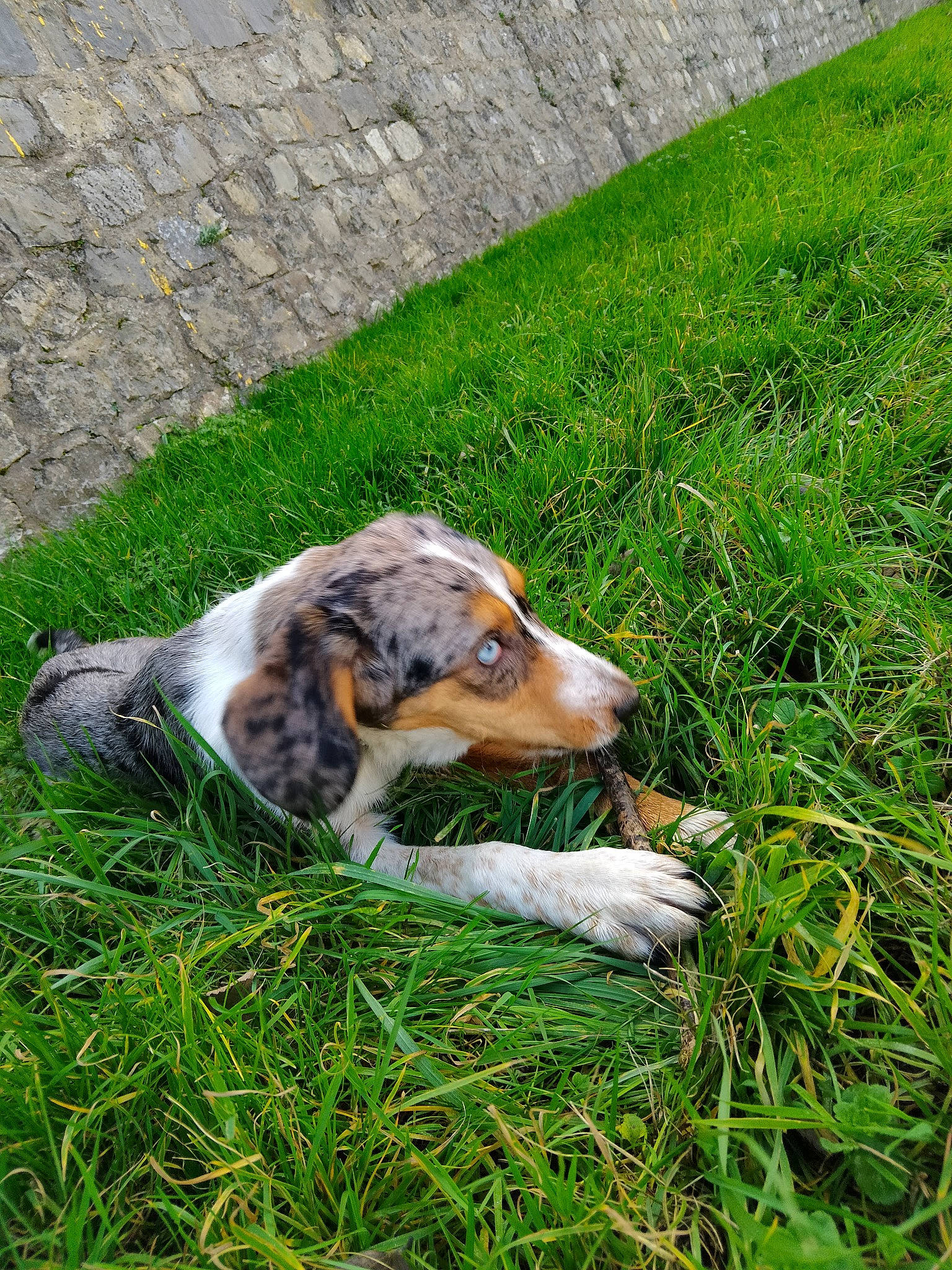 Daysy participe au concours pour gagner de l'argent avec cette photo : canidae, carnivore, companion_dog, dog, dog_breed, fawn, grass, groundcover, hound, hunting_dog, lawn, pasture, people_in_nature, plant, scent_hound, snout, sporting_group, terrestrial_animal, working_dog