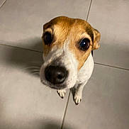 Nougat participe au concours pour gagner de l'argent avec cette photo : dog, pet, curious, looking_up, brown_and_white, floor, tile, indoor, close_up, animal, canine, ears, snout, whiskers, fur, companion, cute, domestic, small_dog, friendly