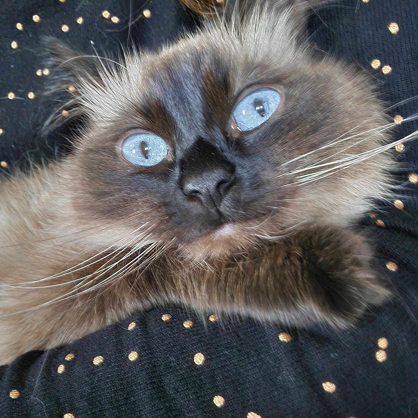 Ronalda participe au concours pour gagner de l'argent avec cette photo : angora, animal, cat, kitten, manx, pet, siamese