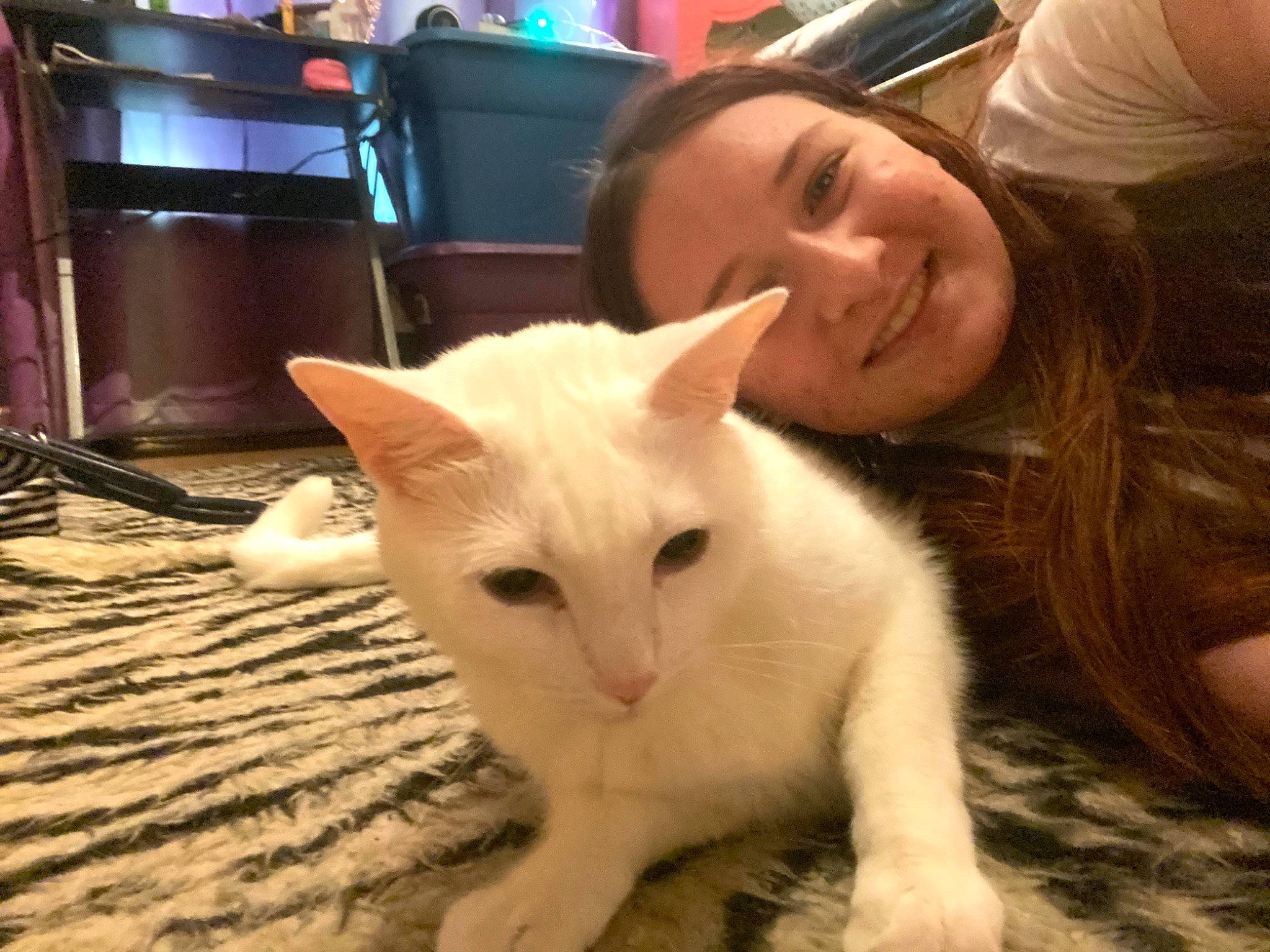 Alucard is registered to the contest to win money with this photo: carnivore, cat, chair, claw, domestic_short_haired_cat, ear, eye, fawn, felidae, flooring, fur, happy, head, nose, paw, small_to_medium_sized_cats, smile, snout, tail, whiskers