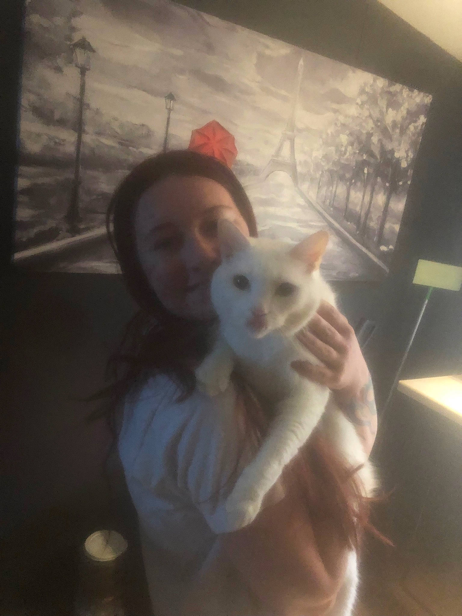 Alucard is registered to the contest to win money with this photo: canidae, carnivore, cat, companion_dog, darkness, fawn, felidae, fur, hand, happy, room, selfie, sitting, sky, small_to_medium_sized_cats, tail, tints_and_shades, visual_arts, whiskers, window