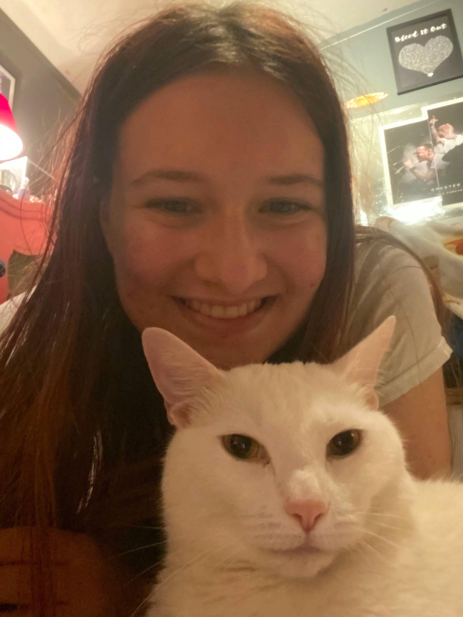 Alucard is registered to the contest to win money with this photo: beauty, carnivore, cat, cheek, domestic_short_haired_cat, ear, eyebrow, eyelash, felidae, happy, head, iris, nose, organ, picture_frame, skin, small_to_medium_sized_cats, smile, snout, whiskers