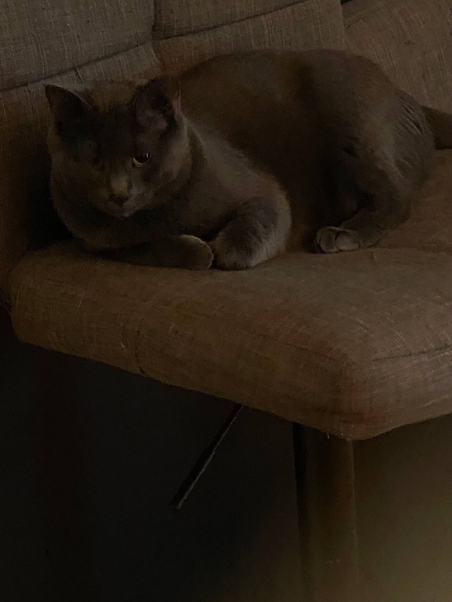 Stout joined the competition — help win amazing prizes! carnivore, cat, cat_bed, cat_supply, comfort, domestic_short_haired_cat, fawn, felidae, fur, grey, paw, russian_blue, small_to_medium_sized_cats, snout, still_life_photography, tail, terrestrial_animal, whiskers, window, wood