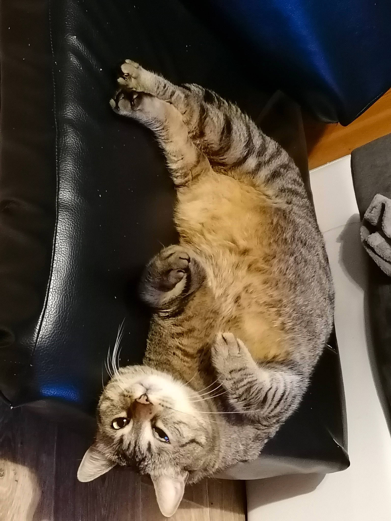 Shadow participe au concours pour gagner de l'argent avec cette photo : carnivore, cat, claw, comfort, domestic_short_haired_cat, fawn, felidae, foot, fur, paw, plant, plate, small_to_medium_sized_cats, snout, tableware, tail, tree, whiskers, wood