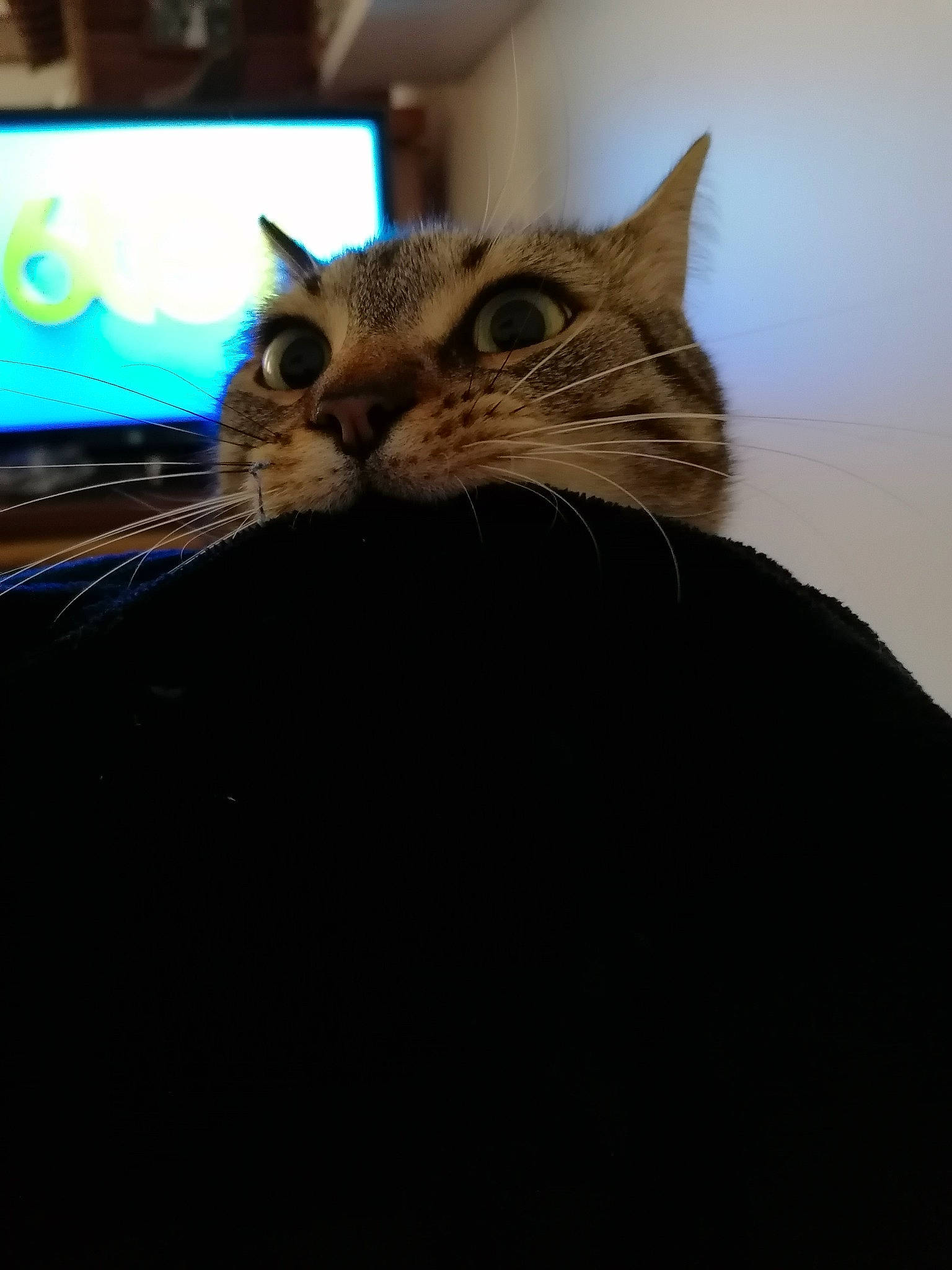 Shadow a rejoint le concours — aidez-le/la à gagner de superbes lots ! carnivore, cat, claw, close_up, darkness, domestic_short_haired_cat, electric_blue, felidae, fur, iris, laptop, small_to_medium_sized_cats, snout, terrestrial_animal, whiskers