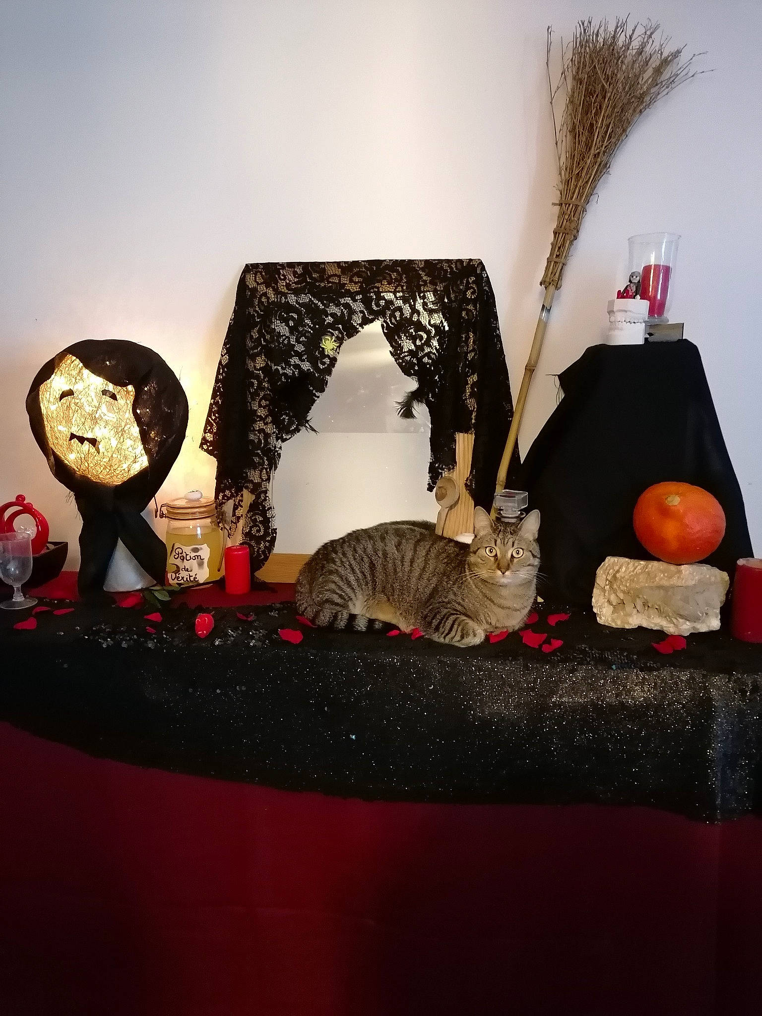 Shadow a rejoint le concours — aidez-le/la à gagner de superbes lots ! art, decoration, design, event, grey, houseplant, interior_design, light_fixture, mammal, natural_material, orange, plant, rectangle, room, still_life_photography, tableware, tree, twig, wall, wood