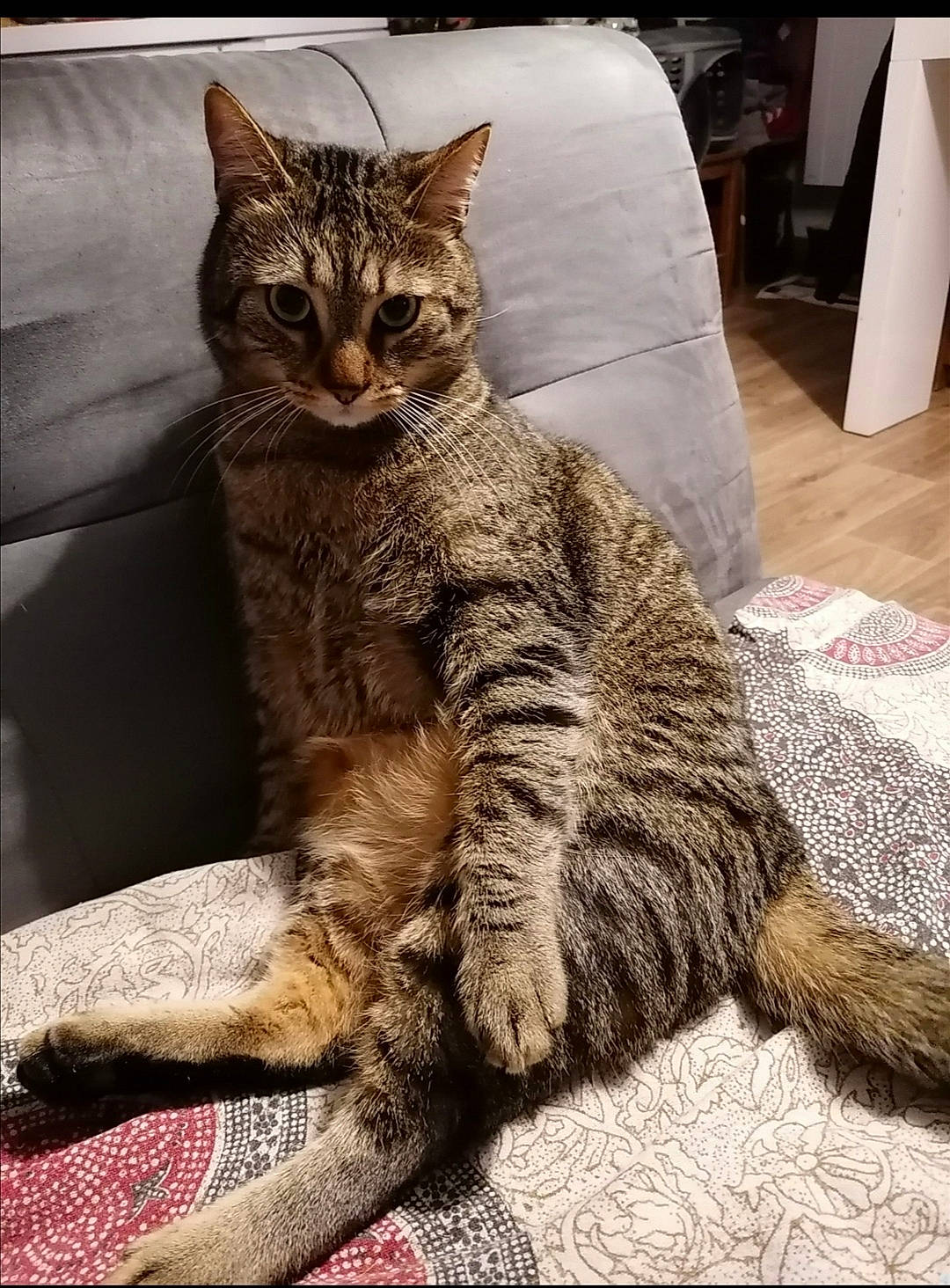 Shadow participe au concours pour gagner de l'argent avec cette photo : carnivore, cat, claw, comfort, domestic_short_haired_cat, felidae, flooring, foot, fur, grey, paw, sitting, small_to_medium_sized_cats, snout, tail, terrestrial_animal, tree, whiskers, wildlife, window