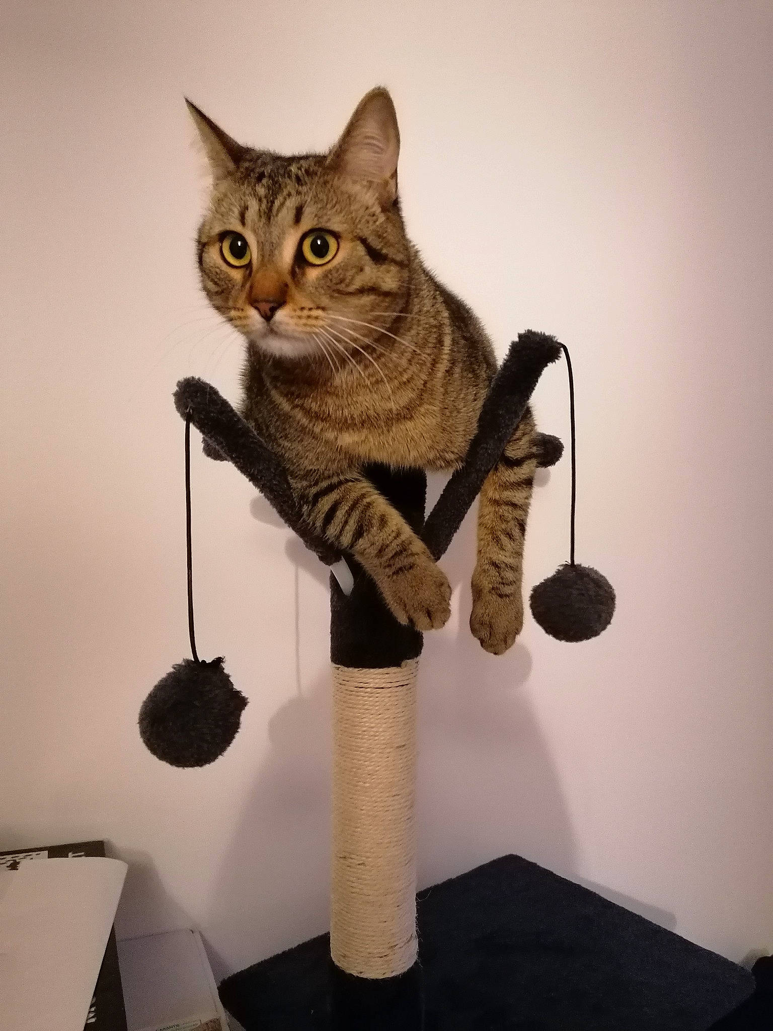 Shadow a rejoint le concours — aidez-le/la à gagner de superbes lots ! art, carnivore, cat, domestic_short_haired_cat, fashion_accessory, fawn, felidae, fur, lamp, shelf, sitting, small_to_medium_sized_cats, snout, tail, terrestrial_animal, toy, whiskers, window, wood