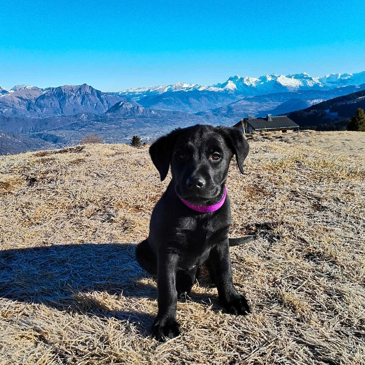 Prime a rejoint le concours — aidez-le/la à gagner de superbes lots ! animal, black_dog, blue_sky, collar, cute, dog, frost, grass, hill, landscape, mountains, nature, outdoor, pet, puppy, shadow, sky, snow_capped_mountains, sunlight, winter
