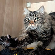 Stifler participe au concours pour gagner de l'argent avec cette photo : cat, tabby, fluffy, paw, claws, shelf, wood, indoor, pet, feline, stretching, fur, whiskers, closeup, animal, curious, eyes, portrait, household, resting