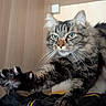 cat, tabby, fluffy, paw, claws, shelf, wood, indoor, pet, feline, stretching, fur, whiskers, closeup, animal, curious, eyes, portrait, household, resting