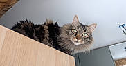 Stifler a rejoint le concours — aidez-le/la à gagner de superbes lots ! cat, fluffy, green_eyes, wooden_cabinet, indoor, curious, pet, feline, animal, fur, whiskers, ears, face, looking, domestic, household, furniture, ceiling, modern, close_up