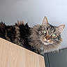 cat, fluffy, green_eyes, wooden_cabinet, indoor, curious, pet, feline, animal, fur, whiskers, ears, face, looking, domestic, household, furniture, ceiling, modern, close_up