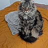 cat, tabby, fluffy, pet, indoor, bed, blanket, gray_towel, feline, curious, sitting, fur, whiskers, ears, eyes, cozy, domestic, animal, resting, cute