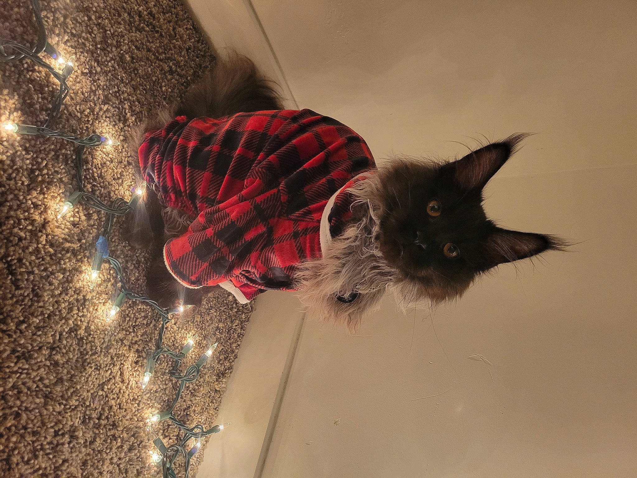 Grimm is registered to the contest to win money with this photo: black_cat, canidae, carmine, carnivore, cat, dog_breed, domestic_short_haired_cat, event, felidae, flooring, fur, holiday, pattern, plaid, small_to_medium_sized_cats, tail, tartan, tree, whiskers, winter