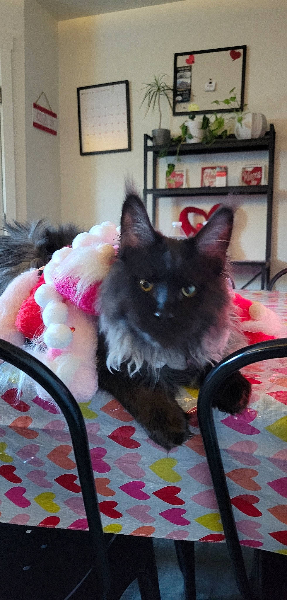 Grimm joined the competition — help win amazing prizes! black_cat, canidae, carnivore, cat, cat_supply, comfort, companion_dog, couch, dog_breed, fawn, felidae, fur, furniture, grey, houseplant, picture_frame, plant, small_to_medium_sized_cats, tail, whiskers