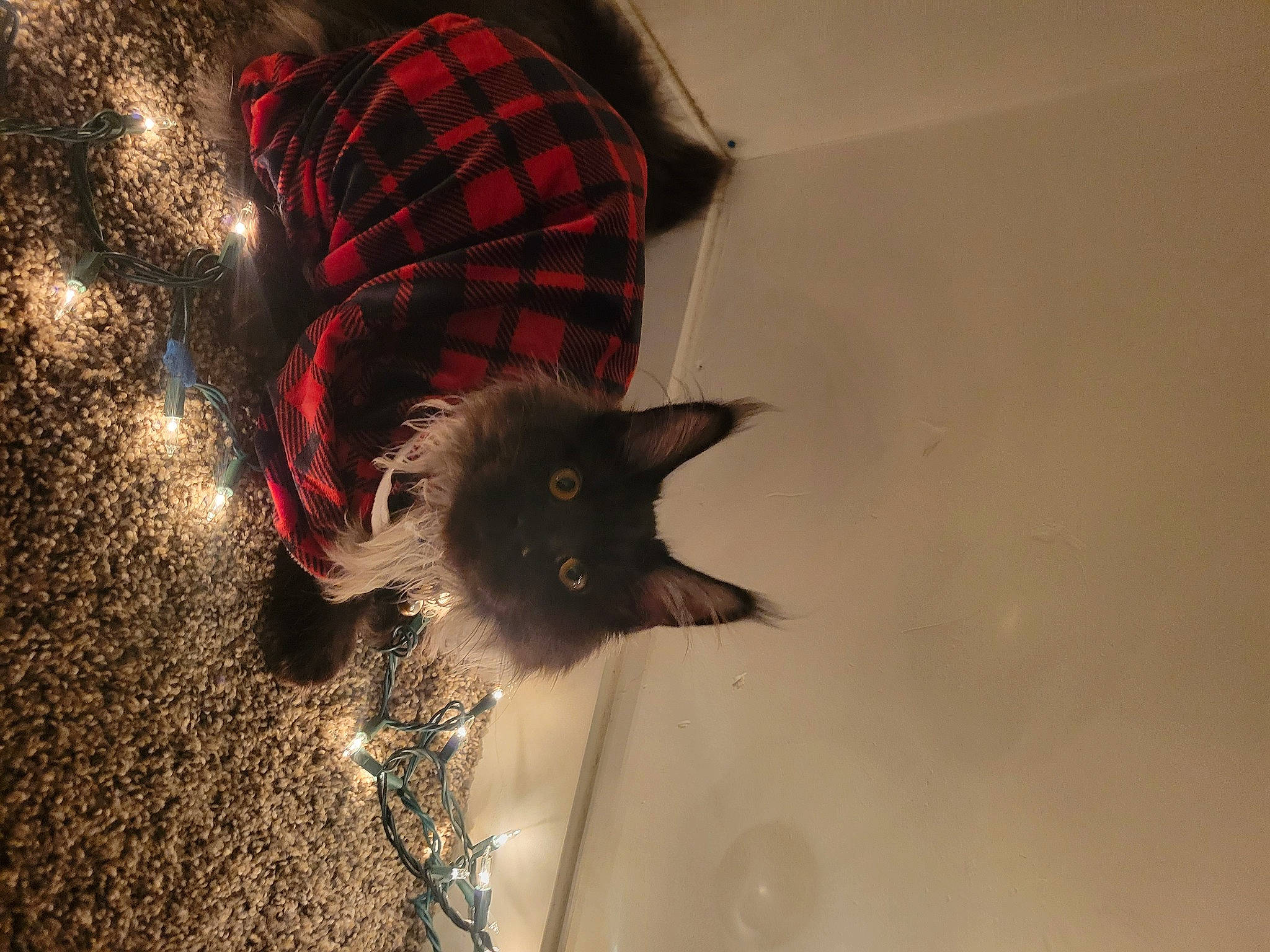 Grimm is registered to the contest to win money with this photo: black_cat, carmine, carnivore, cat, darkness, domestic_short_haired_cat, fashion_accessory, felidae, fictional_character, flooring, fur, hat, pattern, paw, plaid, shadow, small_to_medium_sized_cats, tail, tartan, whiskers