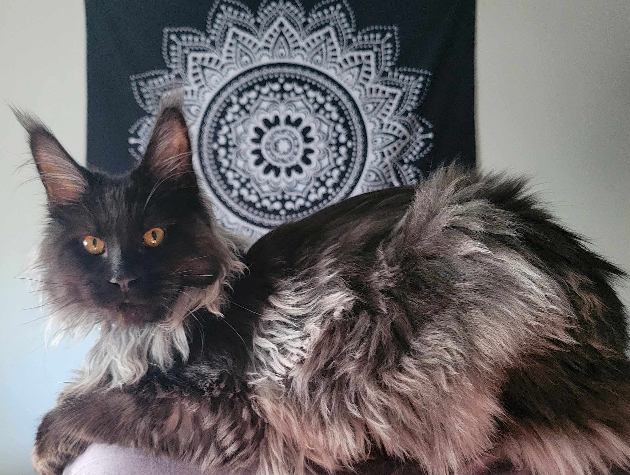 Grimm