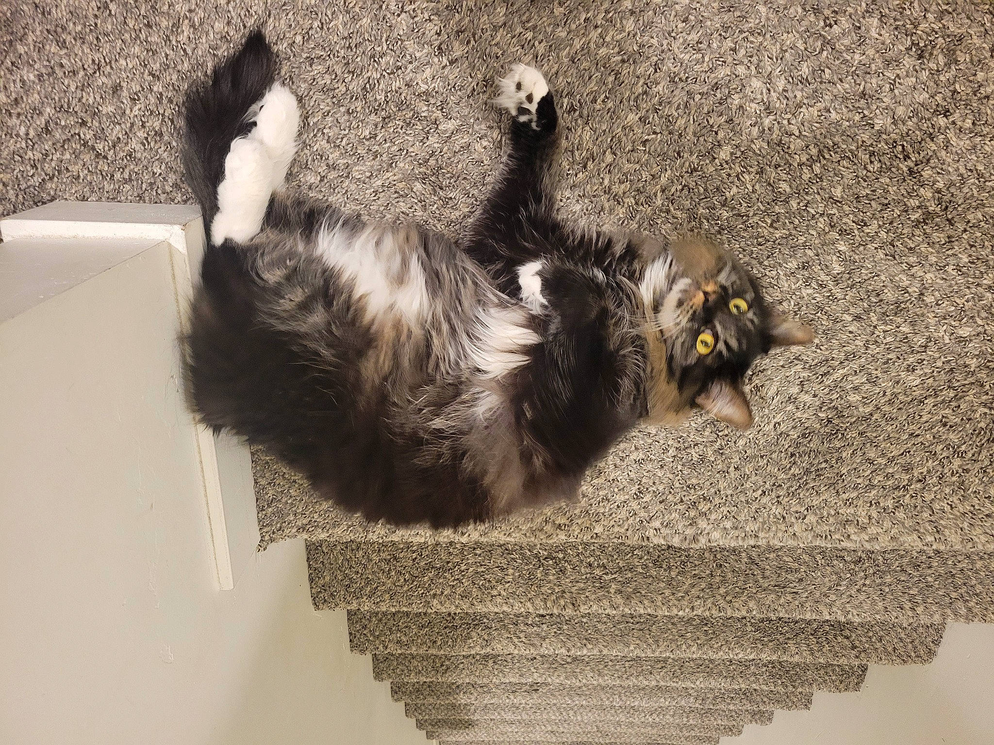 Boo joined the competition — help win amazing prizes! box, canidae, carnivore, cat, claw, comfort, companion_dog, dog_breed, felidae, fur, natural_material, paw, room, small_to_medium_sized_cats, snout, sporting_group, tail, terrestrial_animal, whiskers