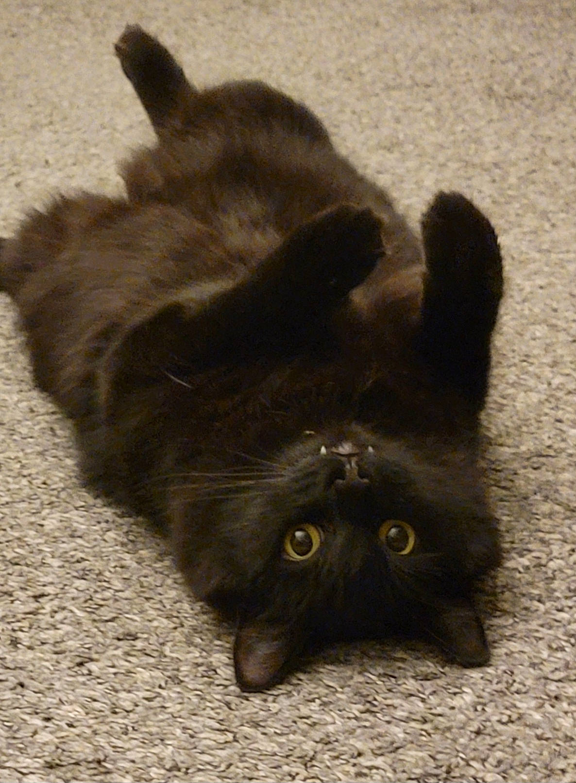 Spooky is registered to the contest to win money with this photo: black_cat, bombay, canidae, carnivore, cat, claw, dog_breed, domestic_short_haired_cat, fawn, felidae, flooring, fur, grey, paw, small_to_medium_sized_cats, snout, sporting_group, tail, terrestrial_animal, whiskers