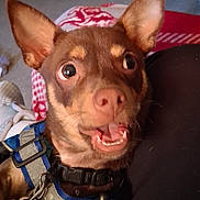 Coco is registered to the contest to win money with this photo: dog, brown_dog, small_dog, close_up, pet, indoor, harness, collar, ears, eyes, mouth, fur, carpet, blanket, shoe, floor, curious, expression, animal, domestic_animal