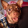 dog, brown_dog, small_dog, close_up, pet, indoor, harness, collar, ears, eyes, mouth, fur, carpet, blanket, shoe, floor, curious, expression, animal, domestic_animal