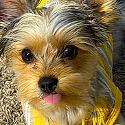 Luna joined the competition — help win amazing prizes! dog, puppy, tongue_out, close_up, cute, big_eyes, fur, nose, whiskers, ears, sweater, yellow, striped, clothing, indoor, carpet, portrait, looking_at_camera, pet, adorable