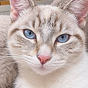 Leeloo a rejoint le concours — aidez-le/la à gagner de superbes lots ! cat, kitten, blue_eyes, cream_fur, pink_nose, whiskers, pointed_ears, close_up, portrait, indoor, cozy, blanket, houseplant, lamp, soft_lighting, home, fluffy, feline, looking_at_camera, vertical_photo